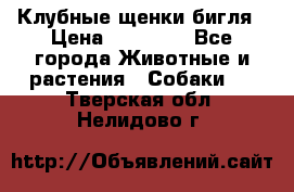 Клубные щенки бигля › Цена ­ 30 000 - Все города Животные и растения » Собаки   . Тверская обл.,Нелидово г.